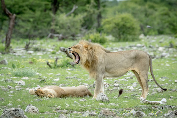 Mating couple of Lions in the grass.