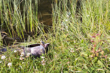 Une théière au bord du lac