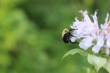 Bee pollinating a wild purple flower