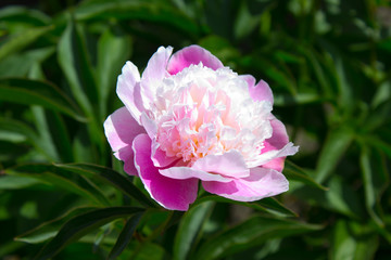 Peony flower