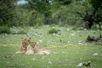 Mating couple of Lions in the grass.