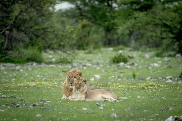 Mating couple of Lions in the grass.