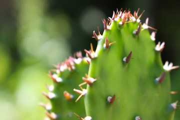 Cactus like plant
