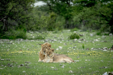 Mating couple of Lions in the grass.