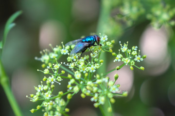 Fly focused on green