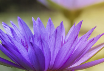 Purple lotus