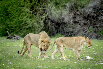Mating couple of Lions in the grass.