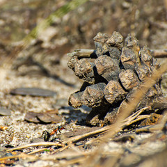 Macro image of a single ant climbing up the pine cone on the forest ground on a sunny summer day