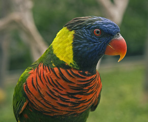Lorikeet