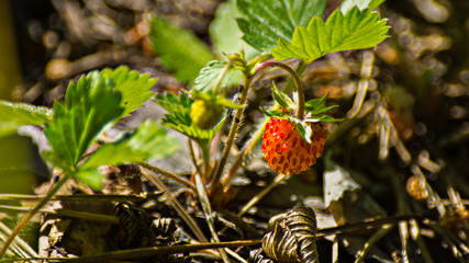 Macro image of a single red wild strawberry growing in the forest