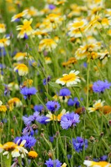 Beautiful field with blue cornflowers and yellow daisies