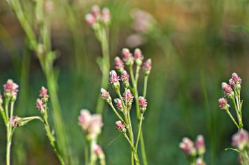Pink flowers in the forest on a sunny summer day