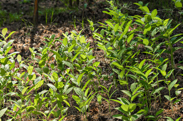 A clearing in the forest with fresh green stems on a sunny summer day