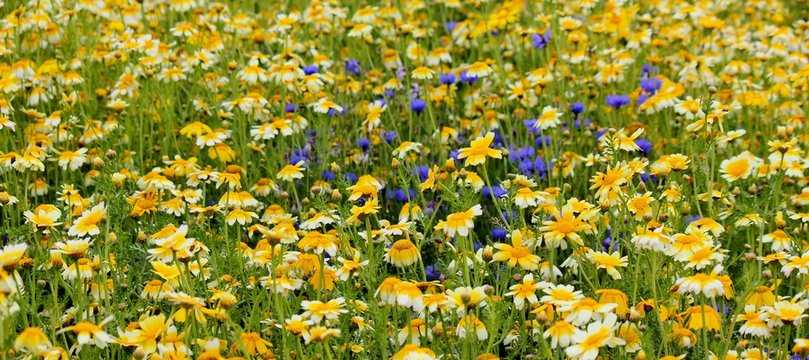 Beautiful field with blue cornflowers and yellow daisies