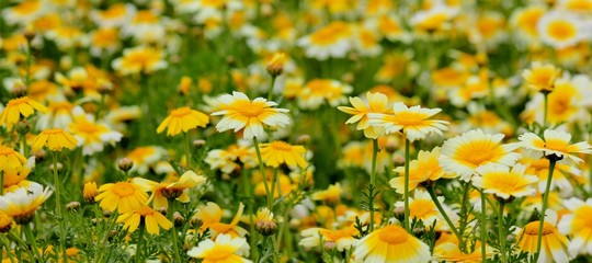 Obraz premium Beautiful flower field with yellow daisies to be used for production of flower seeds