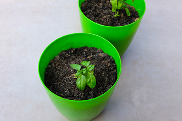 herb and spicy