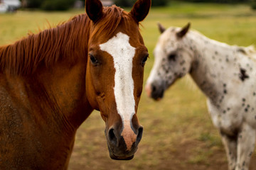 Obraz premium Who me?