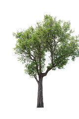 Obraz premium tree isolated white background