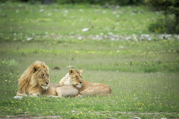 Mating couple of Lions in the grass.
