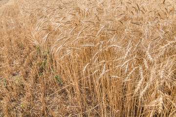 field ripe ears of wheat.