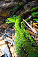 Fern growth on old timber wooden on floor in forest, lighting fall at fern
