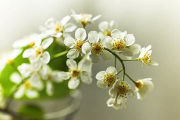 Blurred closely branch of flowers of bird-cherry tree with blurred background. Nature, spring, flora. Beautiful floral artistic photo for posters, prints, calendars, design, interior decor.