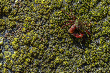 cangrejo en roca en la playa