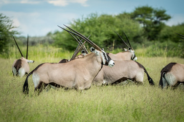 Herd of Gemsbok standing in the grass.