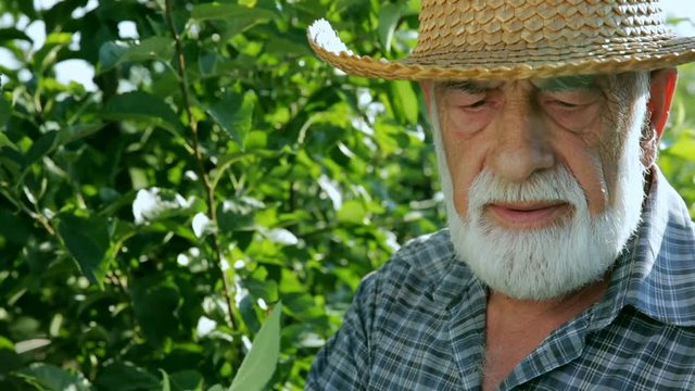 The old peasant stood by the tree and looked at him. Farmer with beard in a hat on a background of green leaves