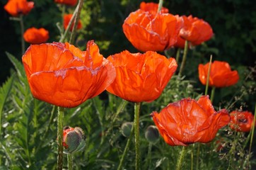 Red poppies on the field.