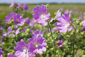 Fototapeta premium Blooming wild rose on a green field. Medicinal marsh mallow