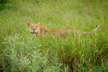 Lioness standing in the high grass.