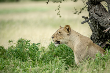 Side profile of a Lioness in the high grass.