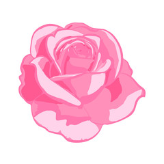 Pink rose on white background.