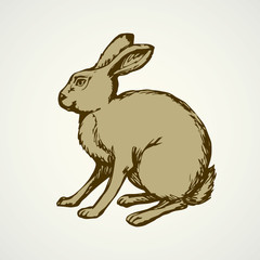 Hare. Vector drawing