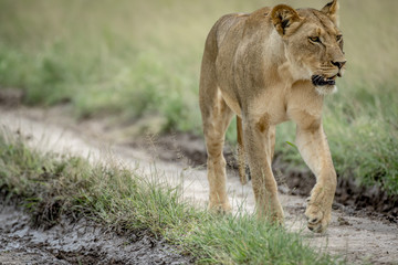 Fototapeta na wymiar Lion walking in the sand in the Central Kalahari, Botswana.