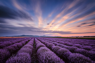 Before sunrise in lavender field