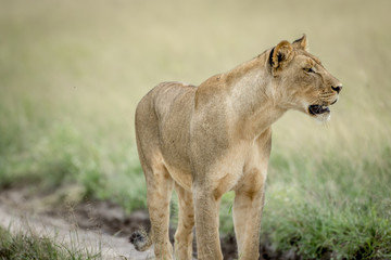 Side profile of a Lion in the Kalahari.