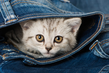 Kleines Kätzchen in Jeans