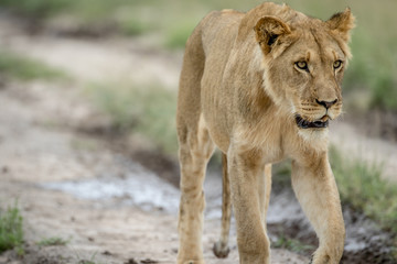 Obraz na płótnie Canvas Lion walking towards the camera.