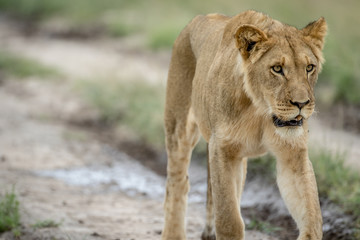 Lion walking towards the camera.