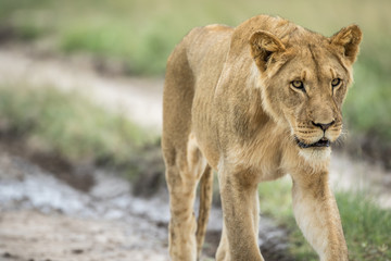Lion walking towards the camera.