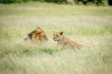 Lion mating couple laying in the grass.