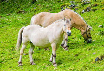 Naklejka na ściany i meble Norwegian fjord horse