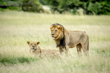 Lion mating couple in the grass.