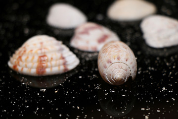 Several beautiful sea shells on a black glass background among the sand