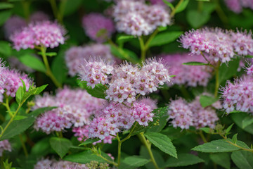 Spiraea japonica, Japanese meadowsweet, Japanese spiraea, or Korean spiraea