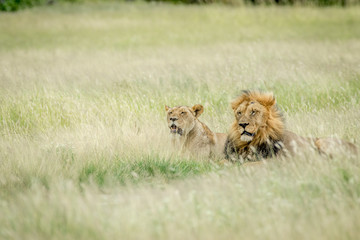 Lion mating couple in the grass.