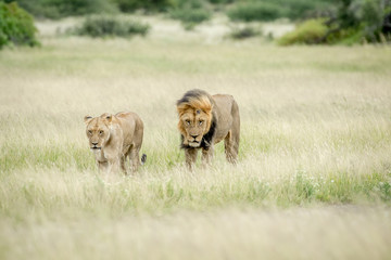 Lion mating couple in the grass.