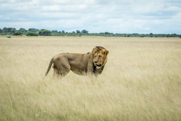 Big male Lion standing in the high grass.